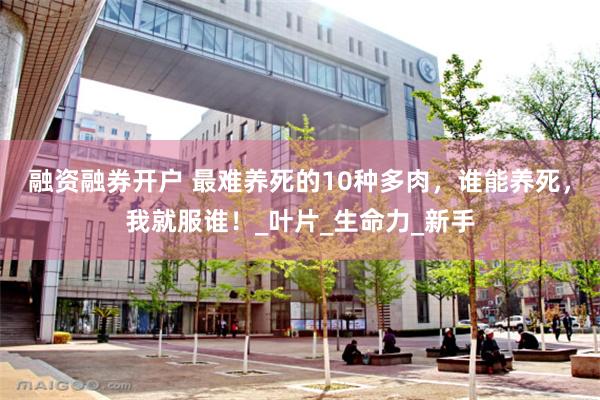 融资融券开户 最难养死的10种多肉，谁能养死，我就服谁！_叶片_生命力_新手